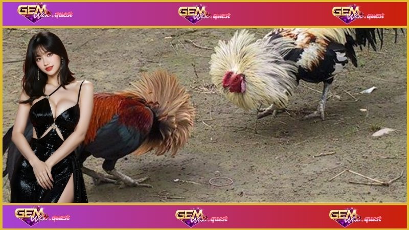 Đá Gà Trực Tiếp C3 - Sân Chơi Kịch Tính Và Hấp Dẫn 1 Hình ảnh một trận đá gà C3