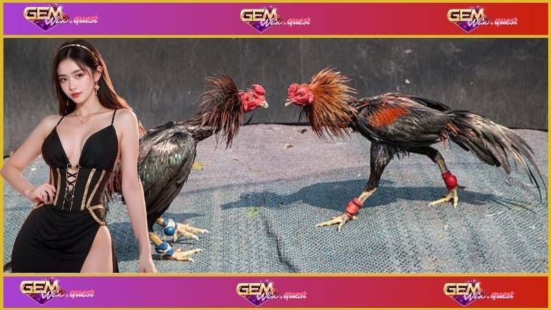 Đá Gà Trực Tiếp C3 - Sân Chơi Kịch Tính Và Hấp Dẫn 2 Một trận đấu đá gà thường có nhiều quy định rõ ràng