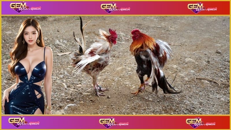 Đá Gà Trực Tiếp C3 - Sân Chơi Kịch Tính Và Hấp Dẫn 3 Áp dụng mẹo để đặt cược thành công hơn